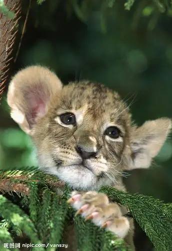 谁有小狮子的照片