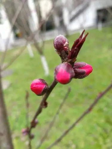 一季桃花如梦开