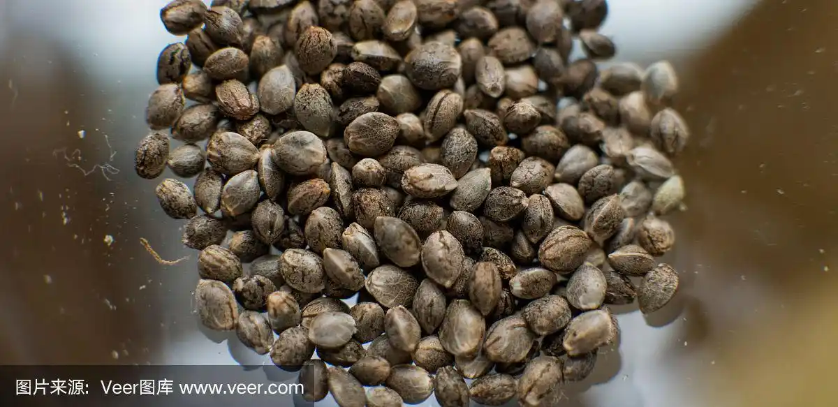 新鲜的大麻种子特写.