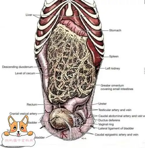 狗狗的身体解剖结构图带你深层次的认识狗狗