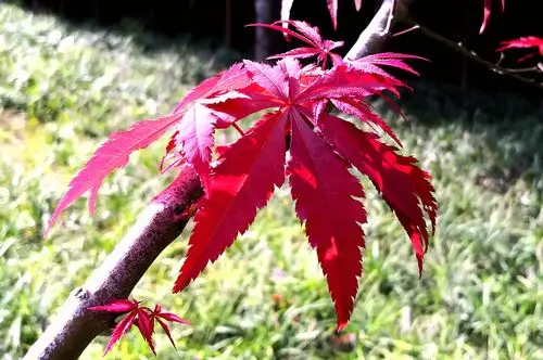 【秋之韵】枫叶红