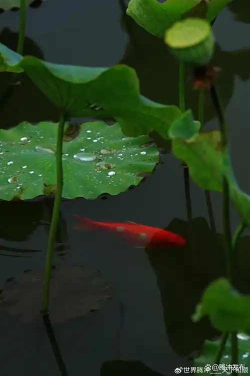 云南腾冲董官村荷塘里,小鱼欢快的划动着鱼鳍,亲近着水面,用充满好奇