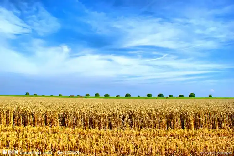 丰收麦田图片