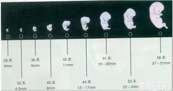 怀孕40天去做b超,可以检查出什么?