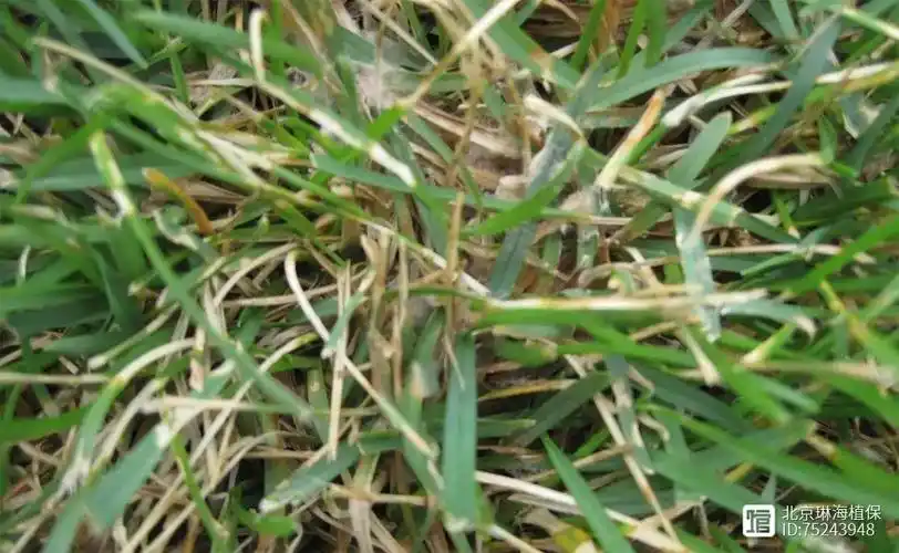 警惕草坪褐斑病,5月已到病发期!