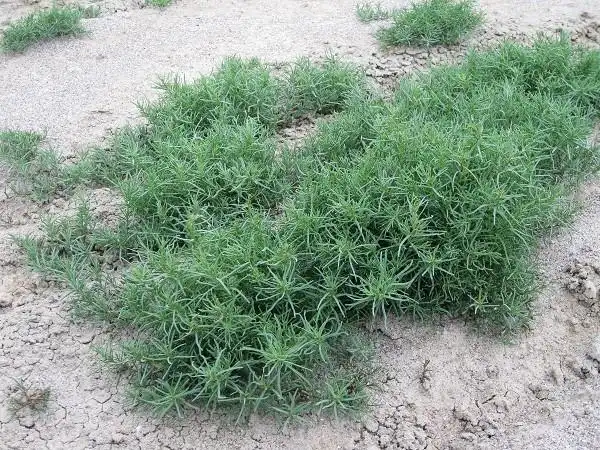 碱蓬图片碱蓬草本野菜植物图片