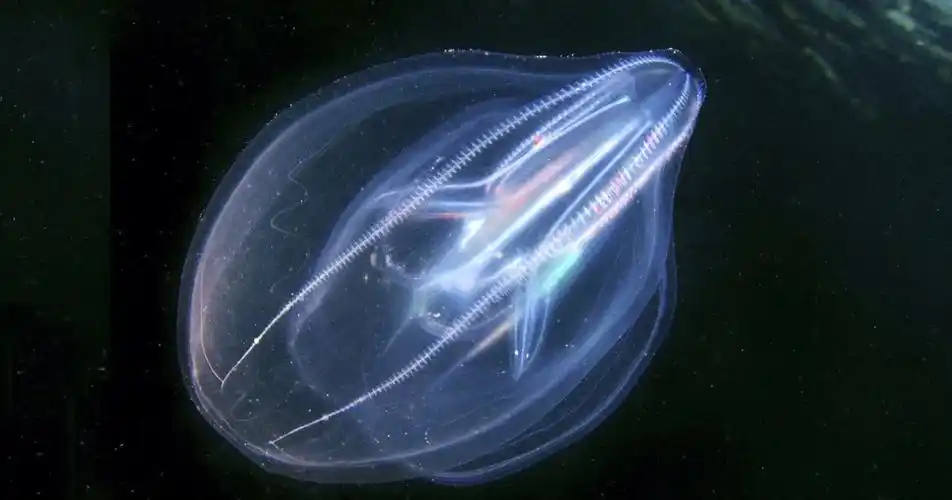 d39每天带你认识1种海洋生物栉水母