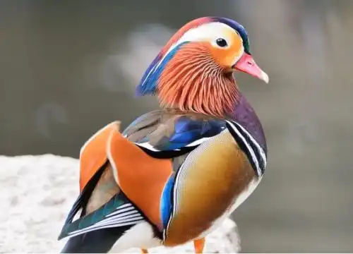 世界上最漂亮的动物(全球公认最罕见的10种动物)插图9