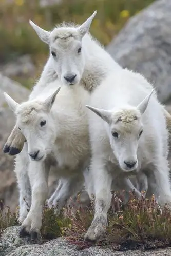 三只山羊 640x960 iphone 4/4s 壁纸,图片,背景,照片