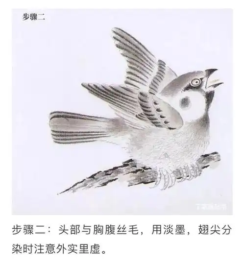 工笔麻雀画法