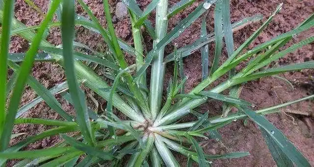 草,还有这么神奇的作用,看到后一定要带回家|庄稼|牛顿|害虫_网易订阅