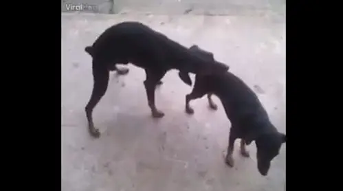 狗狗「错位」的性行为让网友爆笑不已!