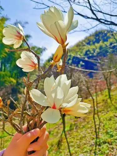 记录生机勃勃的春天气息,大自然的美总是那么治愈