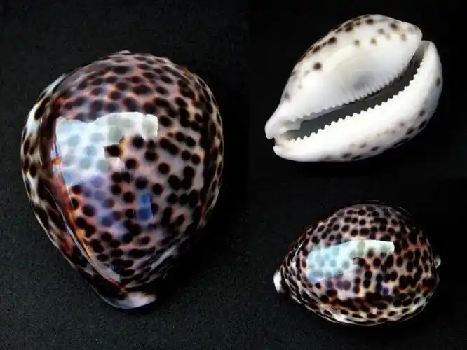 一文全知读完这篇华东师大科普让你如虎添翼