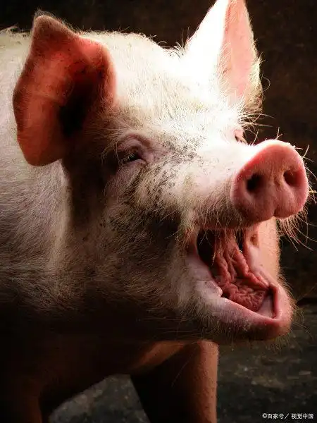 31日生猪蓄势上涨,真没扛过这两道险,两点原因或致命