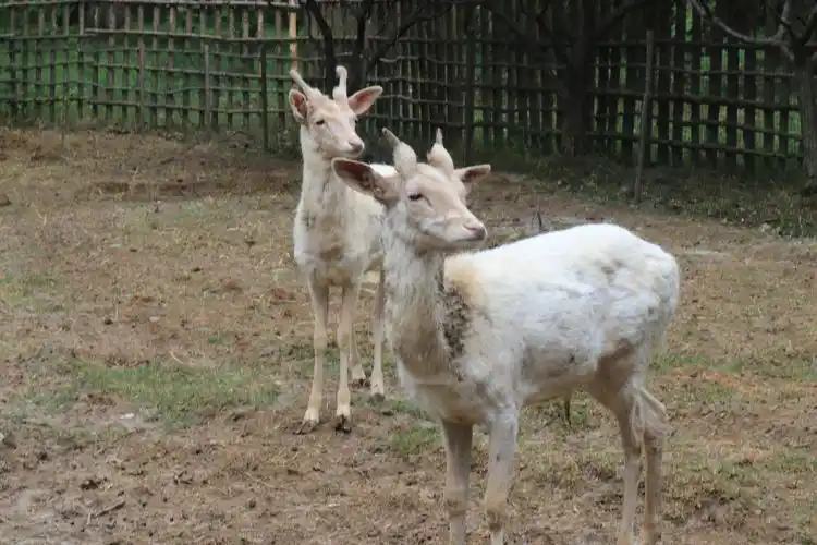 罕见白鹿亮相明孝陵景区引得游人驻足观赏