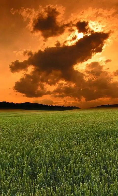 绿色清新护眼风景手机壁纸下载