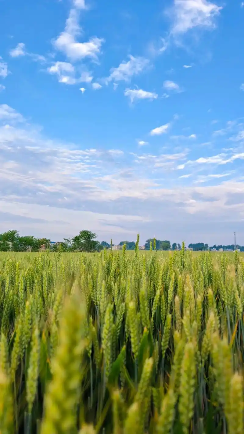 麦田,清晨,微风,露珠.