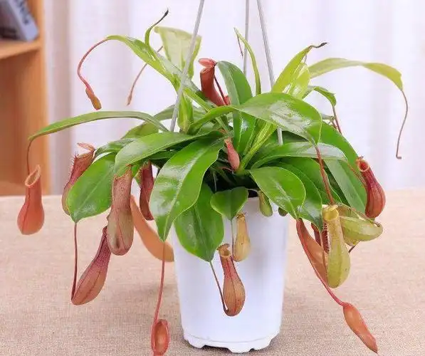 家居驱蚊植物有哪些?什么植物驱蚊最厉害? - 叶子树装修网