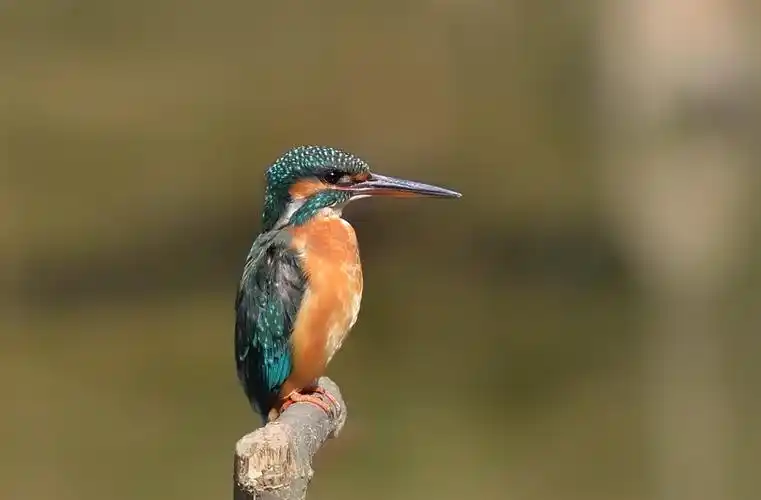 翠鸟图片鸟类翠鸟
