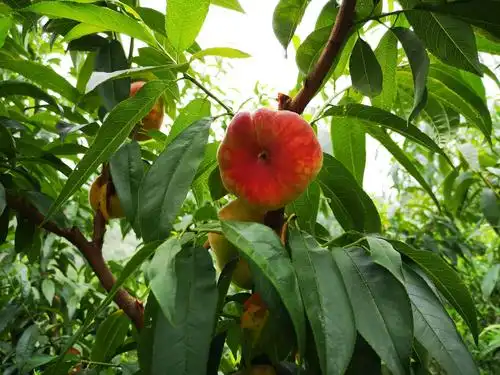 水泉村九莲山蟠桃园采摘开始啦!