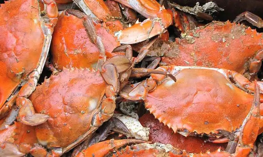 挪威雪蟹-海产品贸易网