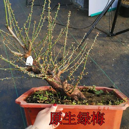 原生绿梅金钱绿萼浓香型梅花红梅腊梅龙游梅南北方植物耐寒耐旱