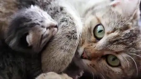 十种萌猫的叫声 猫咪萌声音效 治愈系叫声