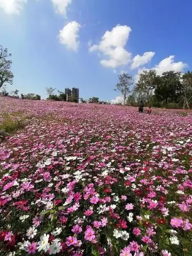 深圳市中心区最美花海来了,刚刚发现,真的很漂亮,值得一看!