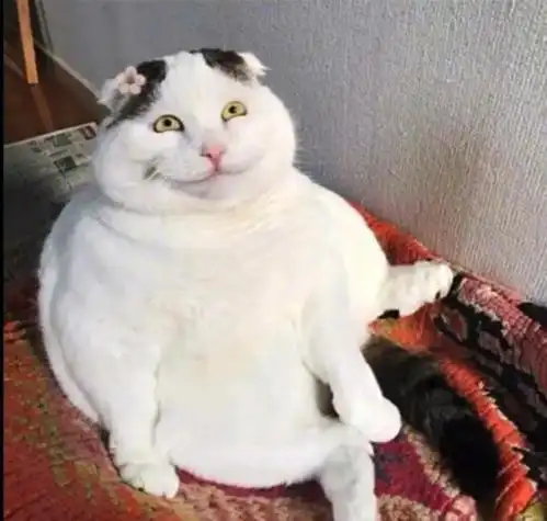 小猫咪猥琐的表情包可爱(小猫猥琐笑怎么拍出来的)