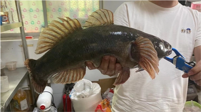 江苏钓鱼人钓获巨型尖塘鳢,该不该放生引发争议|尖塘鳢|笋壳鱼|钓鱼人