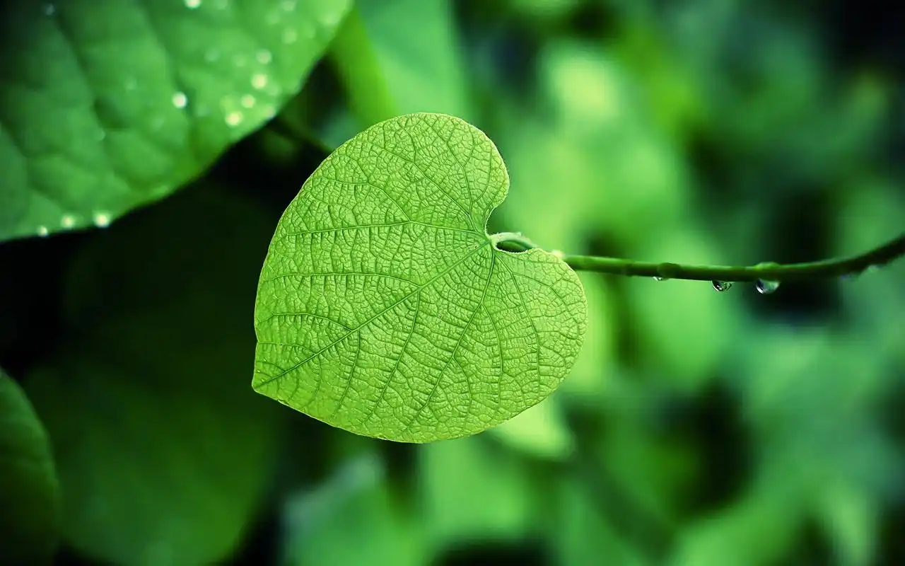 首页 桌面壁纸 风景壁纸 小清新绿色护眼壁纸 第二辑1920_1200手机