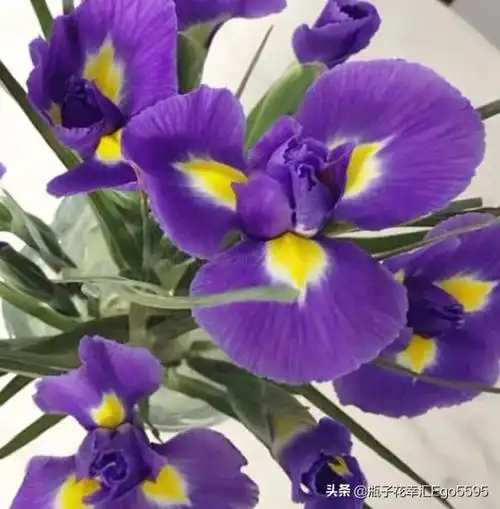 寓意美好的鸢尾花,独特的花型,传递不一样的美丽