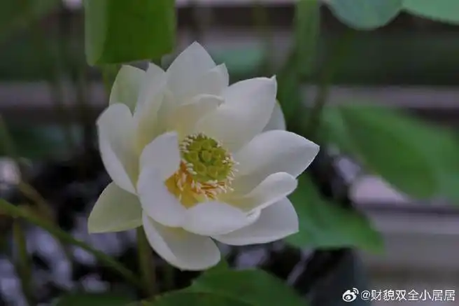 愿生西方净土中,九品莲花为父母  花开见佛悟无生,不退菩萨为伴侣