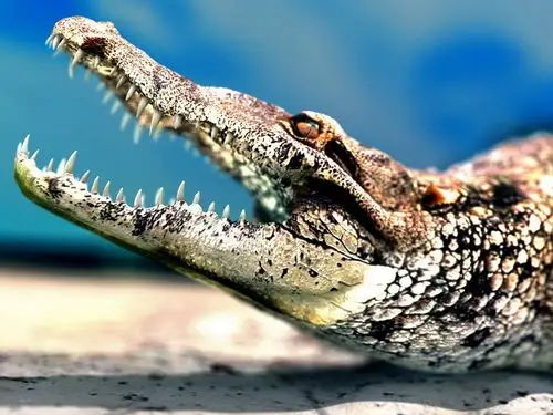 大嘴鳄鱼锋利的牙齿