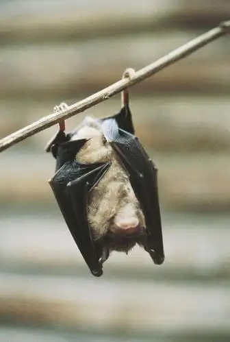 三,蝙蝠倒挂着身体睡.