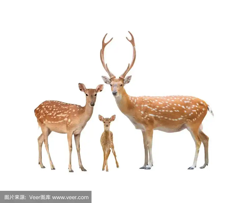 梅花鹿,自然美,小鹿,母鹿,可爱的
