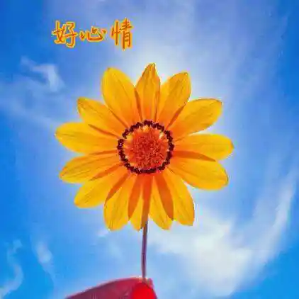 每一天都有好心情图片带字