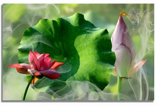 荷谐诗意 淡雅幽远 - 达州摄影 - 凤凰山下 - powered by discuz!