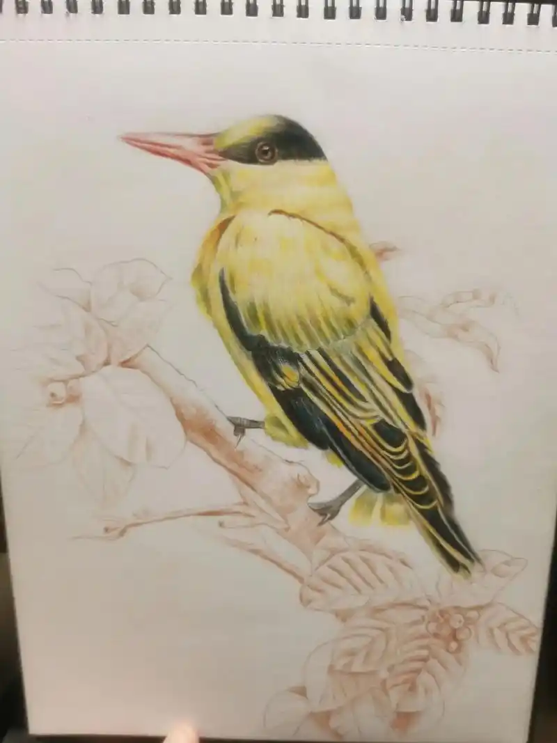 每日一画挑战365天 #彩铅 #彩铅画 #彩铅绘画 #黄鹂 - 抖音