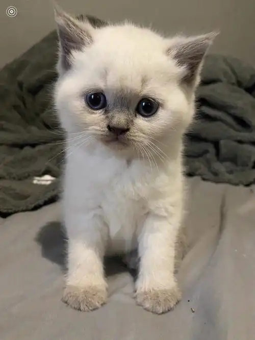 重点色英短两个月到十个月