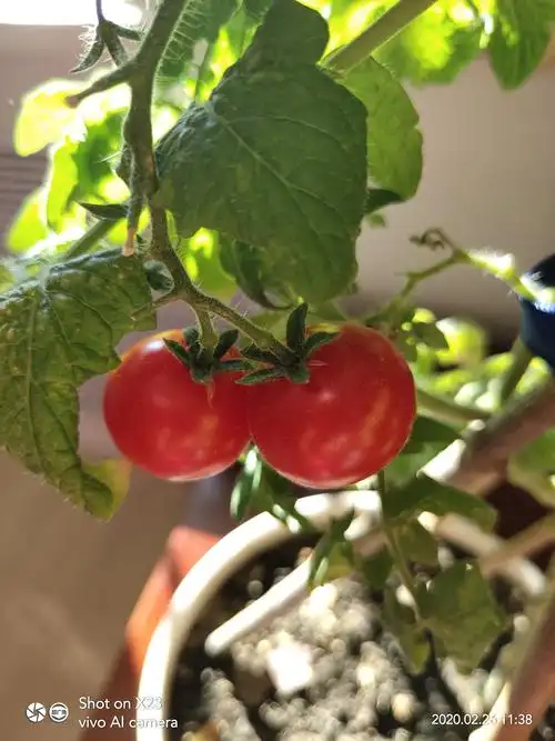 盆栽小西红柿