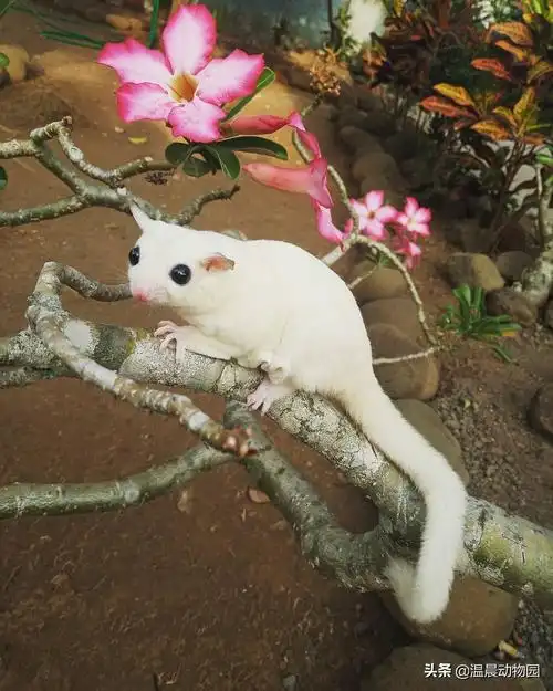 澳洲蜜袋鼯多少钱一只(蜜袋鼯并不是那么好饲养的) - 价格百科