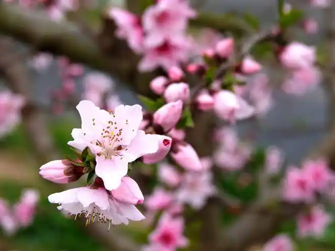 龙泉山桃花,下周最美!赏花必看→_龙泉驿区_国道_故里