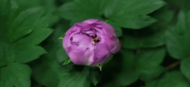 牡丹# #牡丹花# #国色天香# _表情网|gif动_360图片