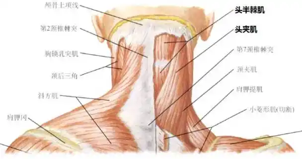 按摩瘦脸听着就没谱可是脸真的变小了是怎么回事
