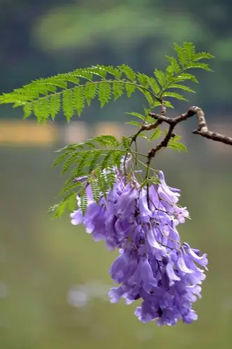 4.17. 写美篇《蓝花楹》蓝花楹花语为:在绝望中等待爱情!