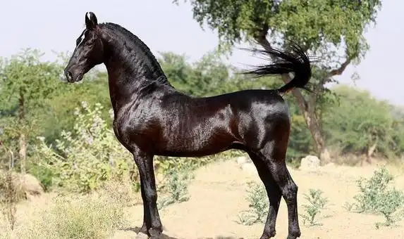 卷耳马的呆萌写真_高清图集_新浪网