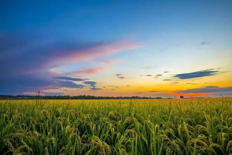 新疆察布查尔:秋色染稻田 美景入画来