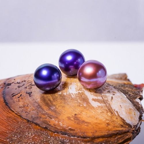 福利单珠蚌 一蚌一珠天然珍珠直播活体开蚌取珍珠 鲜活珍珠蚌定制